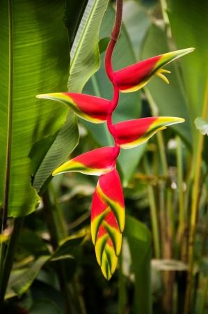 A red heliconia flower in a forest in Colombia の写真素材