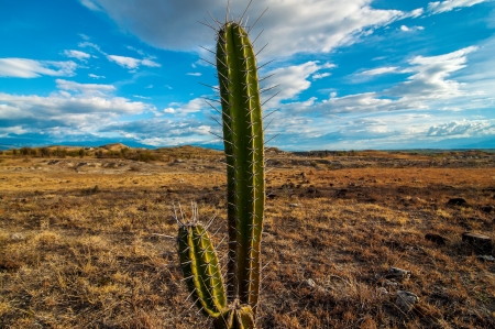 A lone cactus in Tatacoa desert in Colombia 