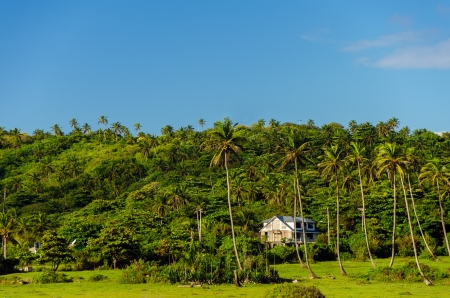 Green hill covered with palm trees in Caribbean island of San Andres, Colombiaの写真素材