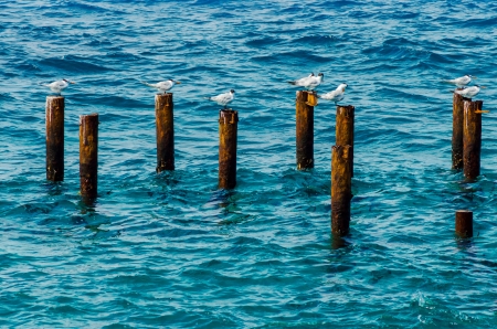 Birds standing on posts in the sea in San Andres, Colombiaの写真素材