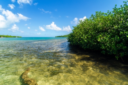 Mangrove trees and a view of the Caribbean sea in San Andres y Providencia, Colombiaの写真素材