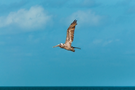 A pelican flying set against a beautiful blue skyの写真素材