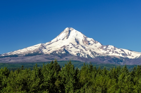 Snow capped Mt  Hood rising high above a forestの写真素材