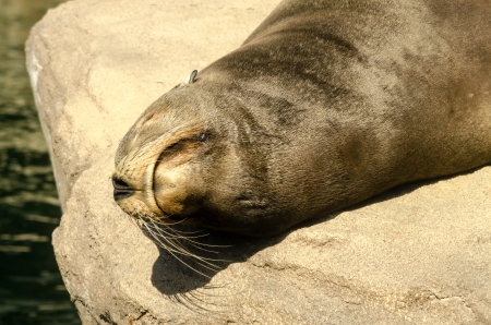 Closeup of the face of a sunbathing sea lionの写真素材