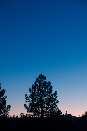 Silhouette of a pine tree as seen at dusk with a beautiful blue skyの写真素材