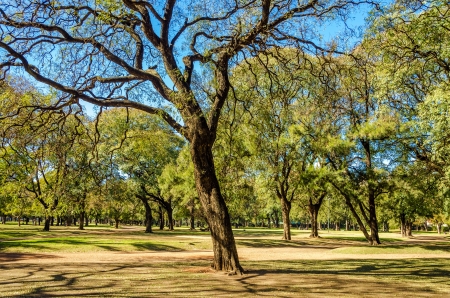 A park full of trees in Buenos Aires, Argentinaの写真素材
