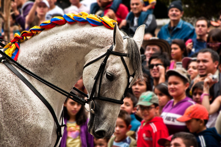 BOGOTA, COLOMBIA - JULY 20  A horse passes by a crowd of onlookers during Independence Day celebrations on July 20, 2011 in Bogota, Colombiaのeditorial素材