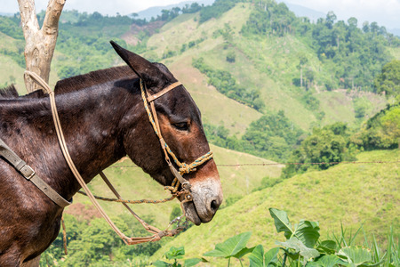 Closeup of a donkey with hills in the background in Magdalena department in Colombiaの写真素材