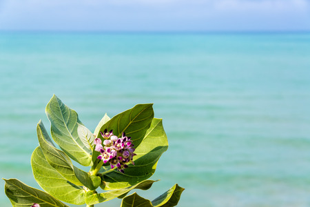 Purple flower with vibrant green leaves and out of focus sea  near Palomino, Colombiaの写真素材
