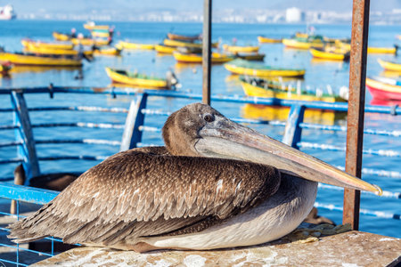 Seated pelican with colorful boats in the background in Coquimbo, Chileの写真素材