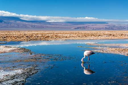 Closeup of an Andean Flamingo in Lake Chaxa near San Pedro de Atacama, Chileの写真素材