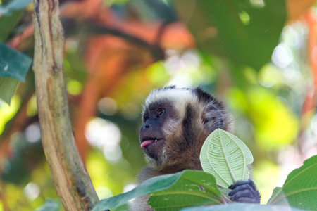 Capuchin monkey with its tongue sticking out in the jungle near Coroico, Boliviaの写真素材