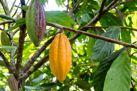 Cocoa pods on a cacao tree in Mindo, Ecuadorの写真素材
