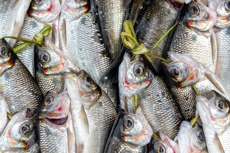 Fresh caught fish in a market in Iquitos, Peru in the Amazon Rainforestの写真素材