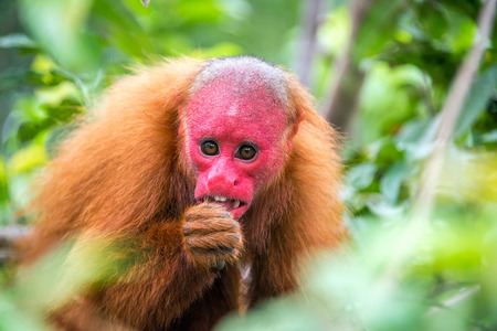 View of a Bald Uakari monkey in trees in the Amazon Rainforest near Iquitos, Peruの写真素材