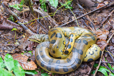 A coiled up yellow anaconda seen deep in the Amazon rainforest in Peruの写真素材