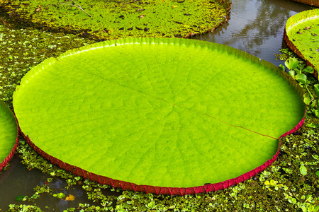 Leaf of a Victoria Amazonica or Victoria Regia, the largest aquatic plant in the world in the Amazon Rainforest in Peruの写真素材