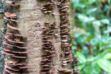 Brown mushrooms growing on the bark of a tree deep within the Amazon Rainforest in Brazil
