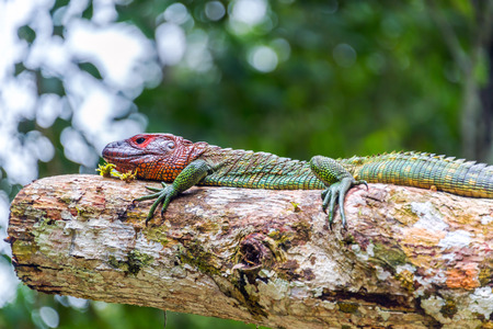 View of a red headed iguana in the Amazon rainforest in Brazilの写真素材