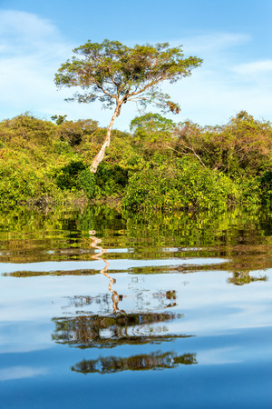 Tall tree reflected in the water of a river in the Brazilian Amazon Rainforestの写真素材