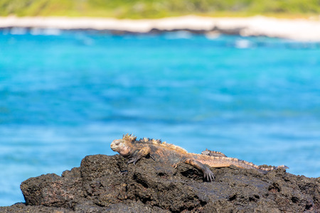 Marine Iguana relaxing on volcanic rocks on Santa Cruz Island in the Galapagos Islands in Ecuadorの写真素材