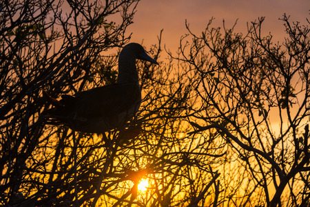 Beautiful sunset with the silhouette of a Red Footed Booby on Genovesa Island in the Galapagos Islandsの写真素材