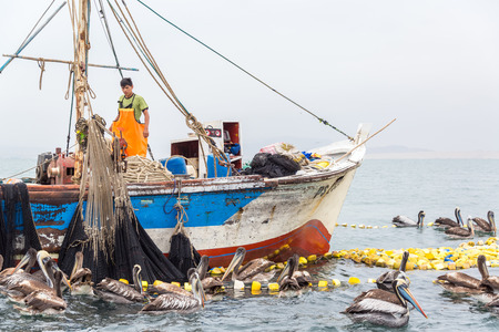PARACAS, PERU - OCTOBER 31: Fisherman on a boat surrounded by pelicans near Paracas, Peru on October 31, 2014のeditorial素材