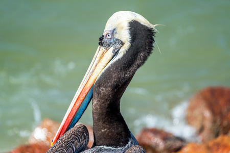 Closeup portrait of a brown pelican in Paracas, Peruの写真素材