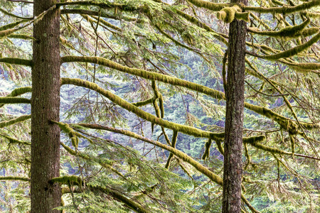 Tall moss covered pine trees in the Columbia River Gorge in Oregon