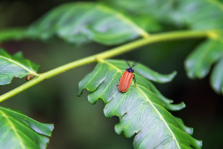 Small insect on a green leaf in a forest