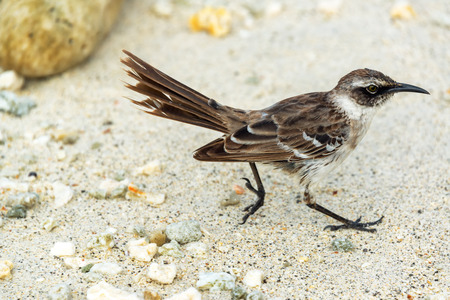 Small brown bird on Genovesa Island in the Galapagos Islands in Ecuadorの写真素材