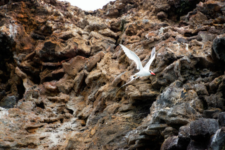 Red Billed Tropicbird flying in front of a cliff at Genovesa Island in the Galapagos Islands in Ecuadorの写真素材