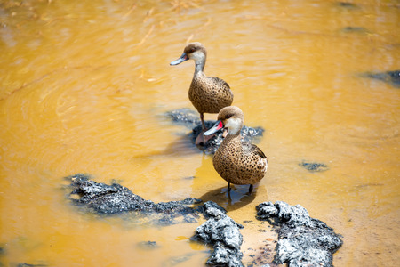 Pair of white cheeked pintail ducks on Isabela Island in the Galapagos Islands in Ecuadorの写真素材