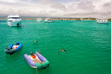 Boat and pelicans in a harbor at Isabela Island in the Galapagos Islands in Ecuadorの写真素材