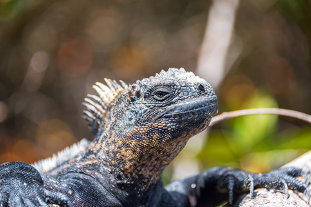 Marine iguana relaxing on Isabela Island in the Galapagosの写真素材
