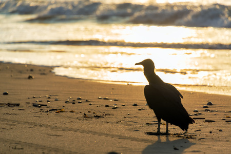 Silhouette of a vulture on a beach at sunsetの写真素材
