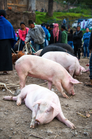 OTAVALO, ECUADOR - FEBRUARY 28: Pigs at the animal market in Otavalo, Ecuador on February 28, 2015のeditorial素材