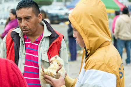 OTAVALO, ECUADOR - FEBRUARY 28: People discuss a guinea pig in the animal market in Otavalo, Ecuador on February 28, 2015のeditorial素材