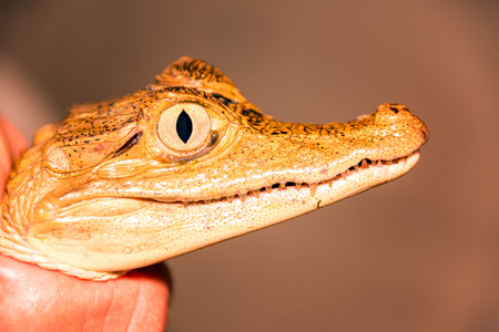 Extreme closeup of the face of a small caiman in the Amazon rain forest near Iquitos, Peruの写真素材