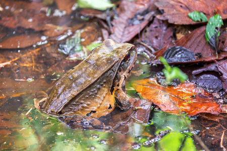 A large toad in the Amazon rain forest near Iquitos, Peru