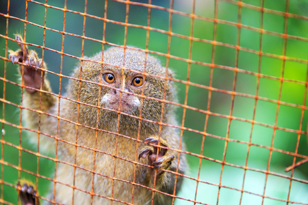 Pygmy monkey in a cage near Iquitos, Peru.  The pygmy monkey is the smallest monkey in the world.の写真素材