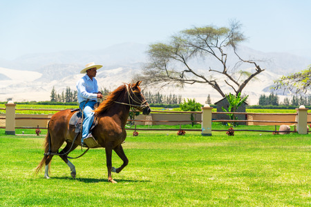 ICA, PERU - OCTOBER 28: Man riding a Peruvian Paso horse in Ica, Peru on October 28, 2014のeditorial素材