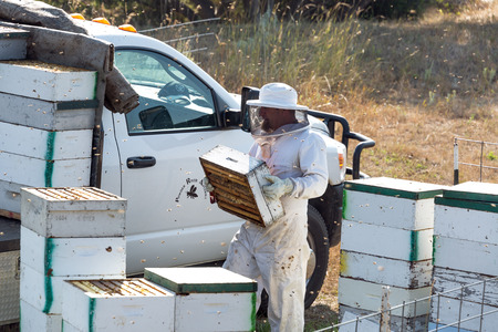SHERIDAN, WY - AUGUST 25: Beekeeper carrying a beehive near Sheridan, WY on August 25, 2015