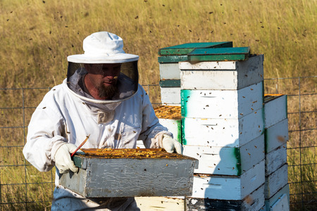 SHERIDAN, WY - AUGUST 25: Beekeeper carrying a beehive near Sheridan, WY on August 25, 2015