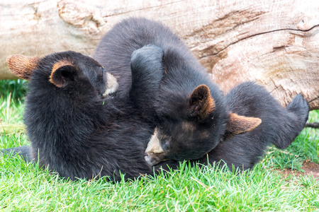 Playful black bear cubs