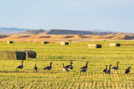Canada geese in a field near Buffalo, Wyomingの写真素材