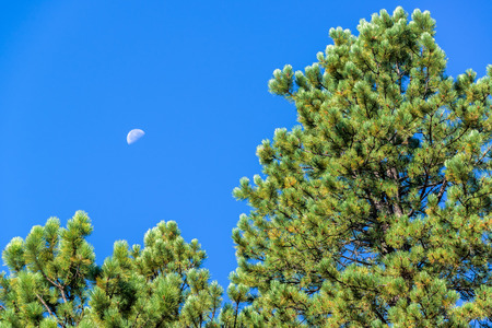 View of a pine tree with the moon visible in the sky near Story, Wyomingの写真素材