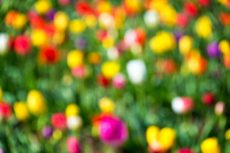 Vibrant and colorful out of focus background of tulipsの写真素材