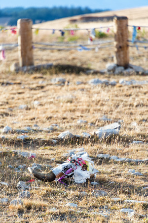 Vertical view of a colorful cow skull at Medicine Wheel National Historic Landmark in Wyomingの写真素材