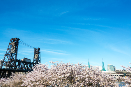 View of blooming cherry blossoms and the Steel Bridge in Portland, Oregonの写真素材